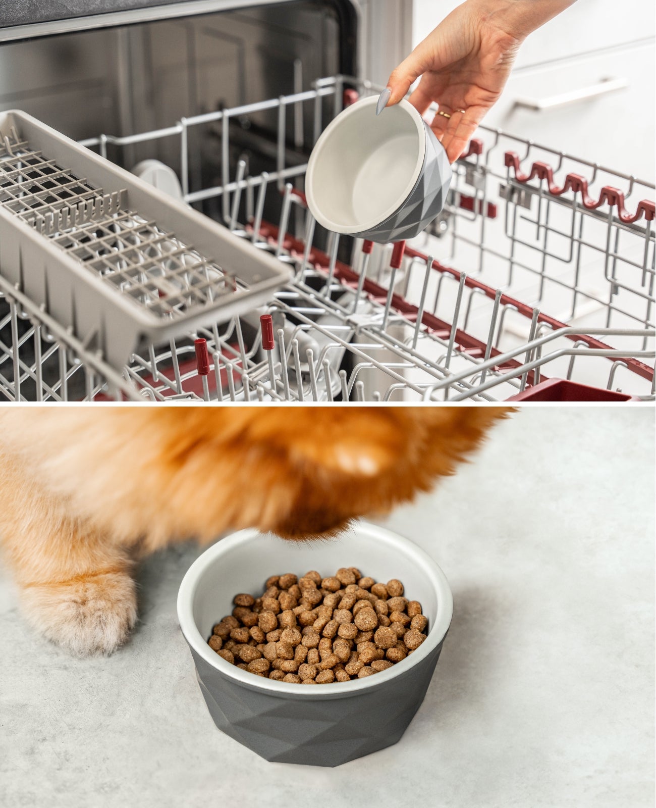 Cuenco de cerámica para perros