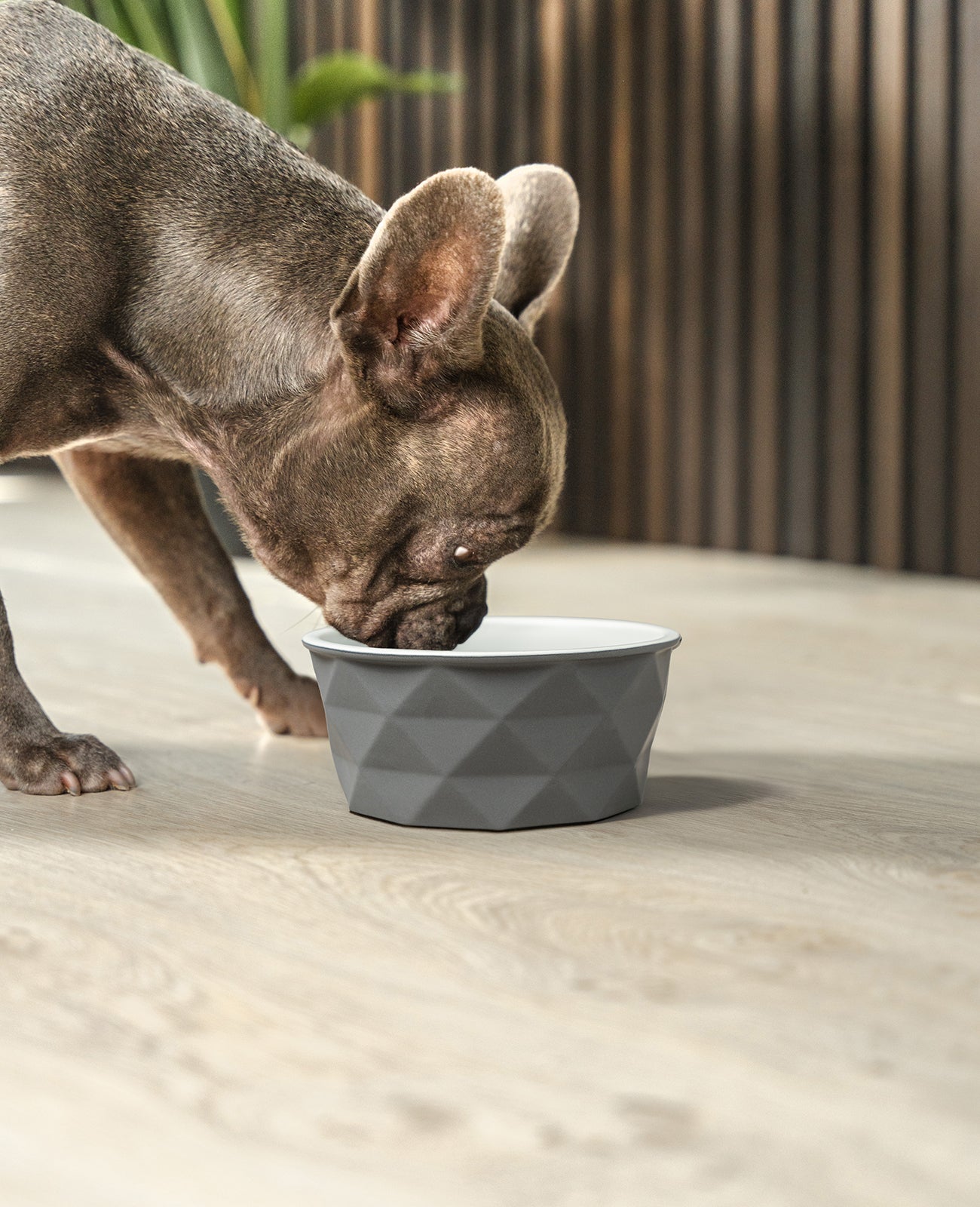 Cuenco de cerámica para perros