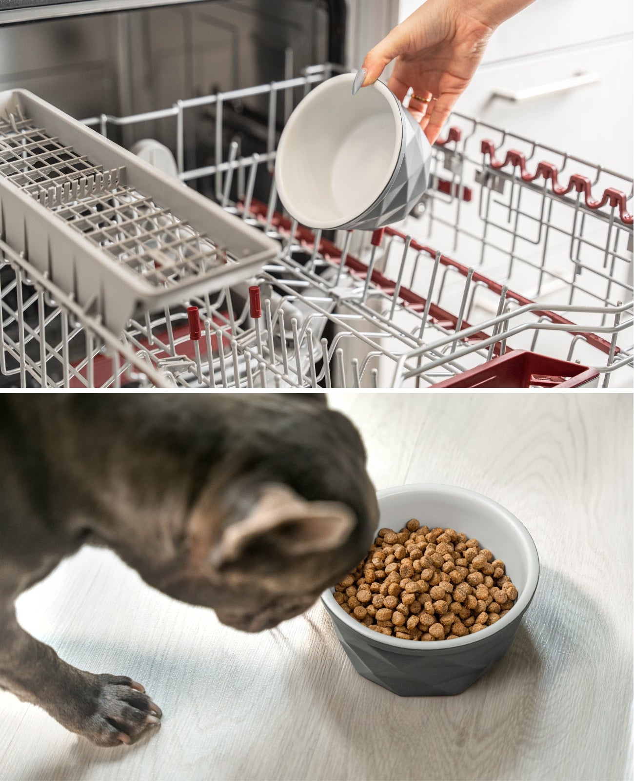 Cuenco de cerámica para perros