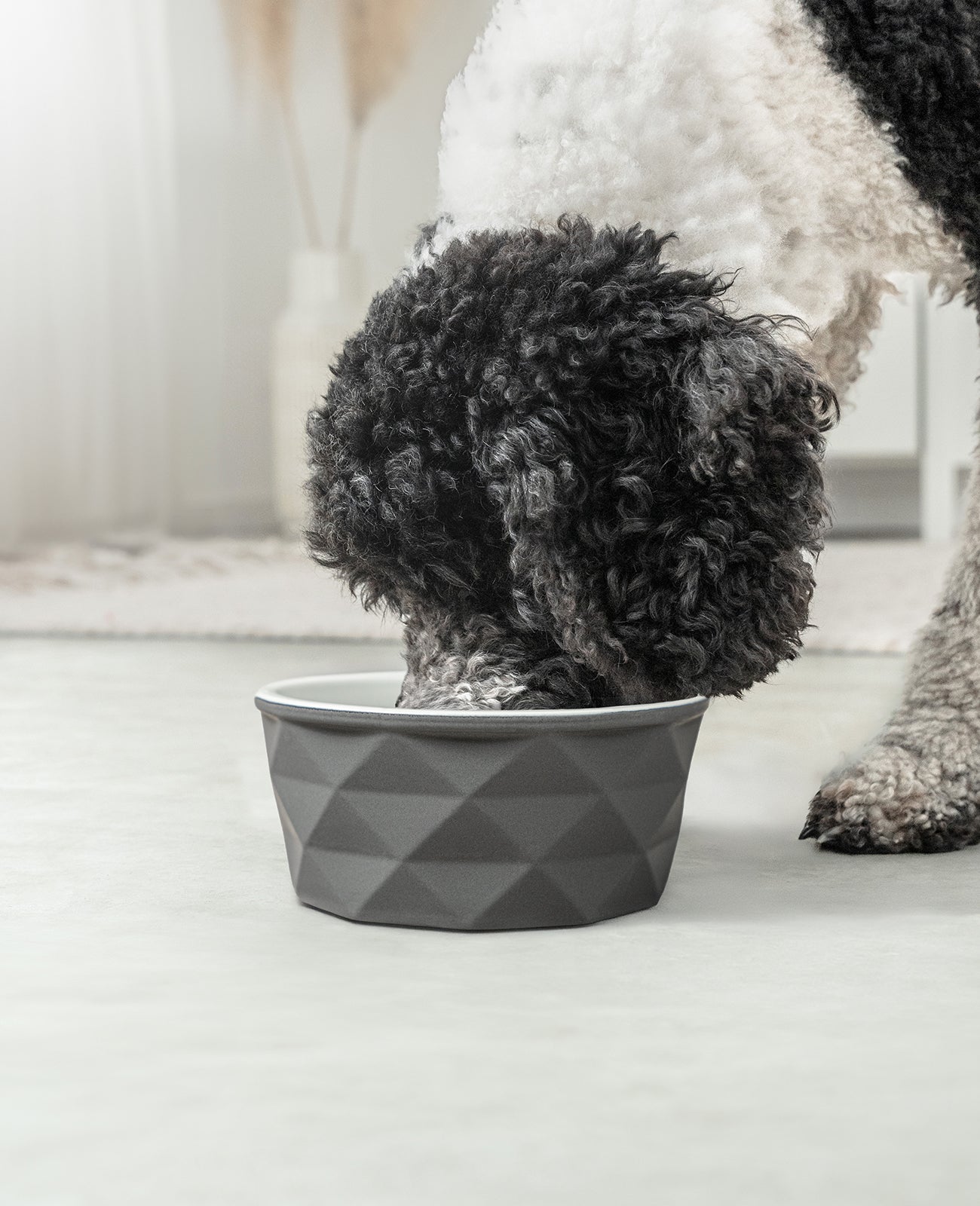 Cuenco de cerámica para perros