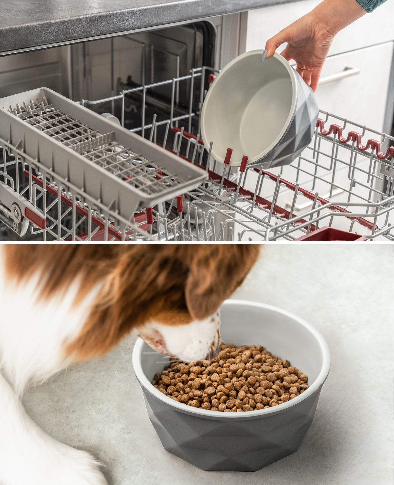 Cuenco de cerámica para perros