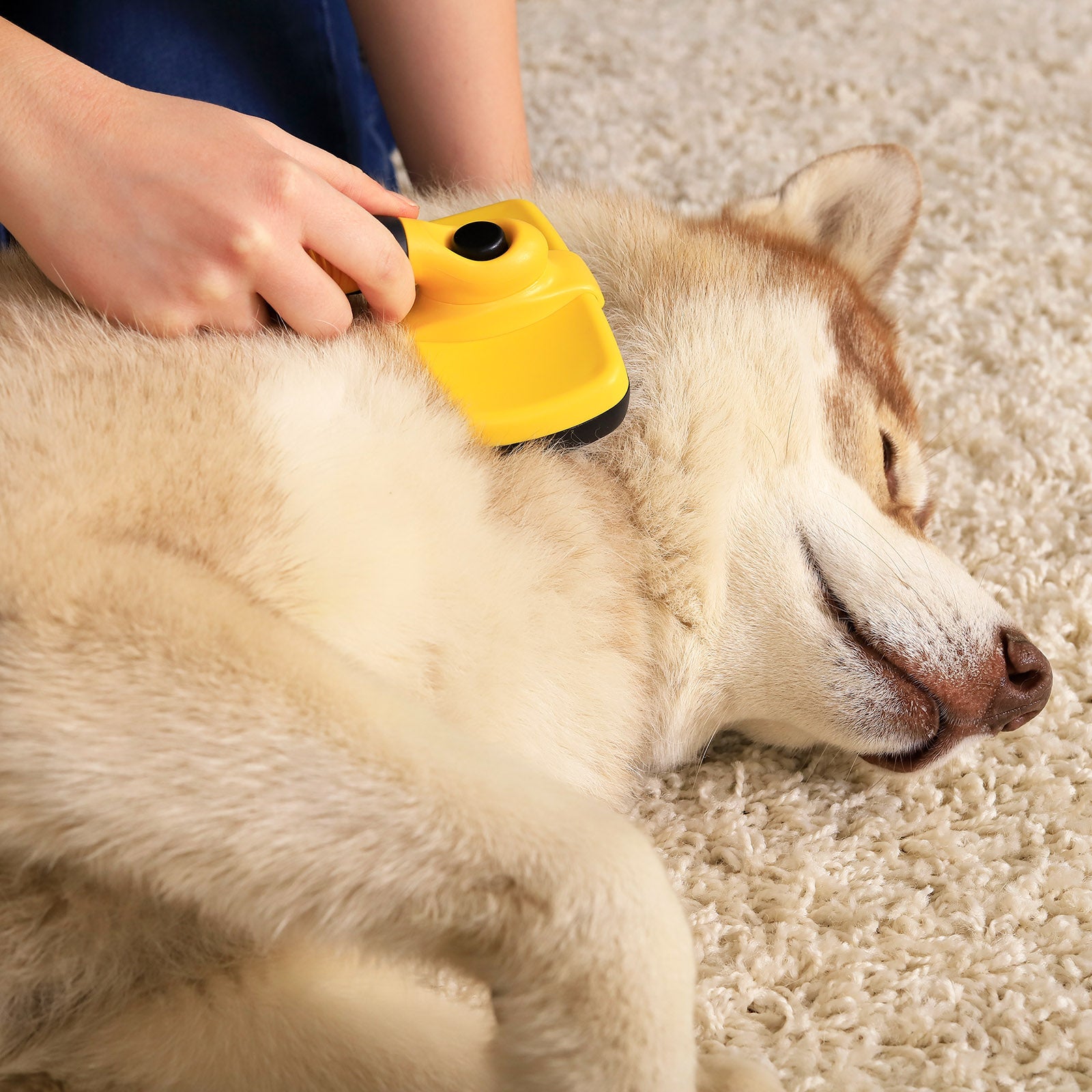auf Teppich liegendem Husky wird mit Unterfellbürste das Fell gebürstet
