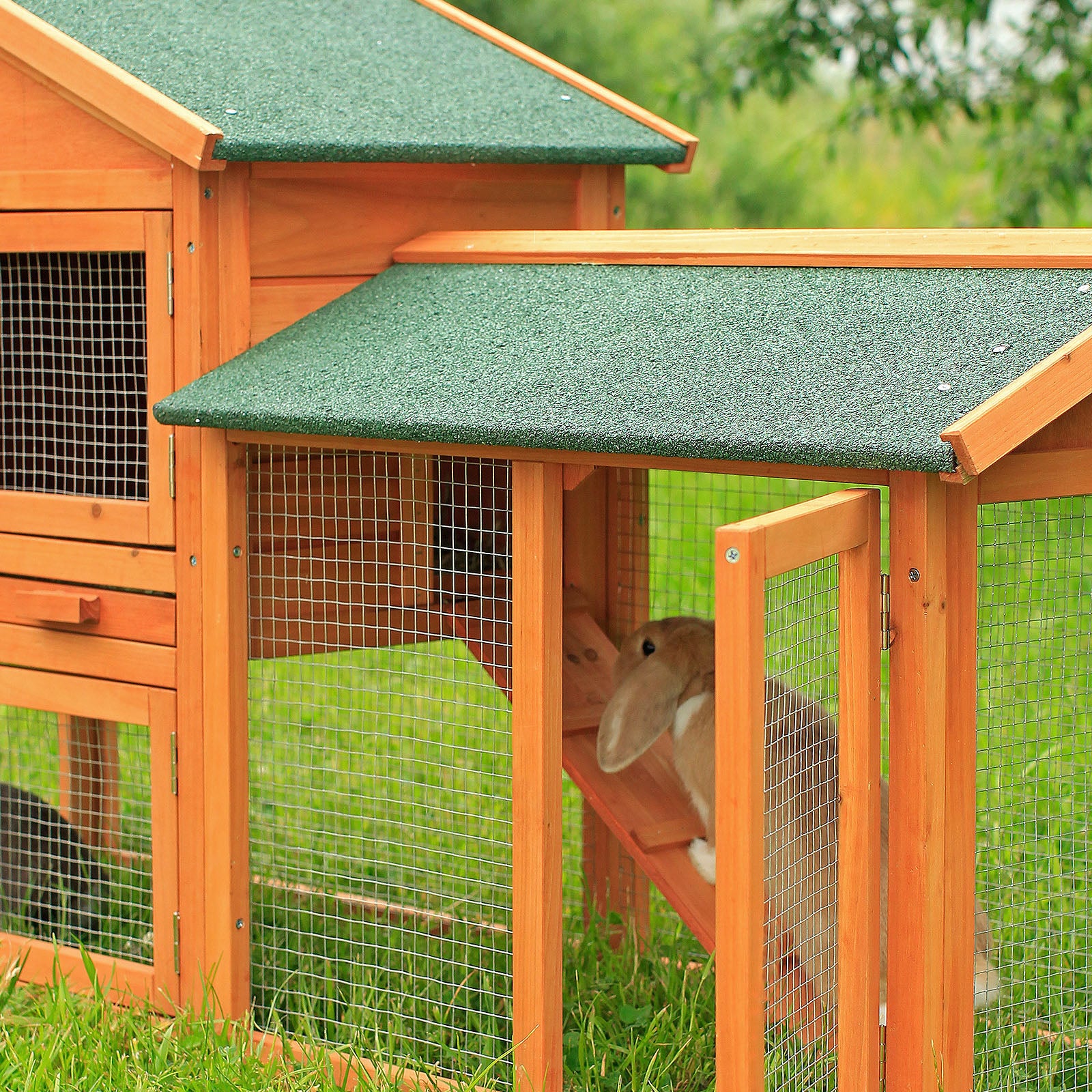 Kaninchen läuf Rampe hinauf in die zweite Etage des Stalls
