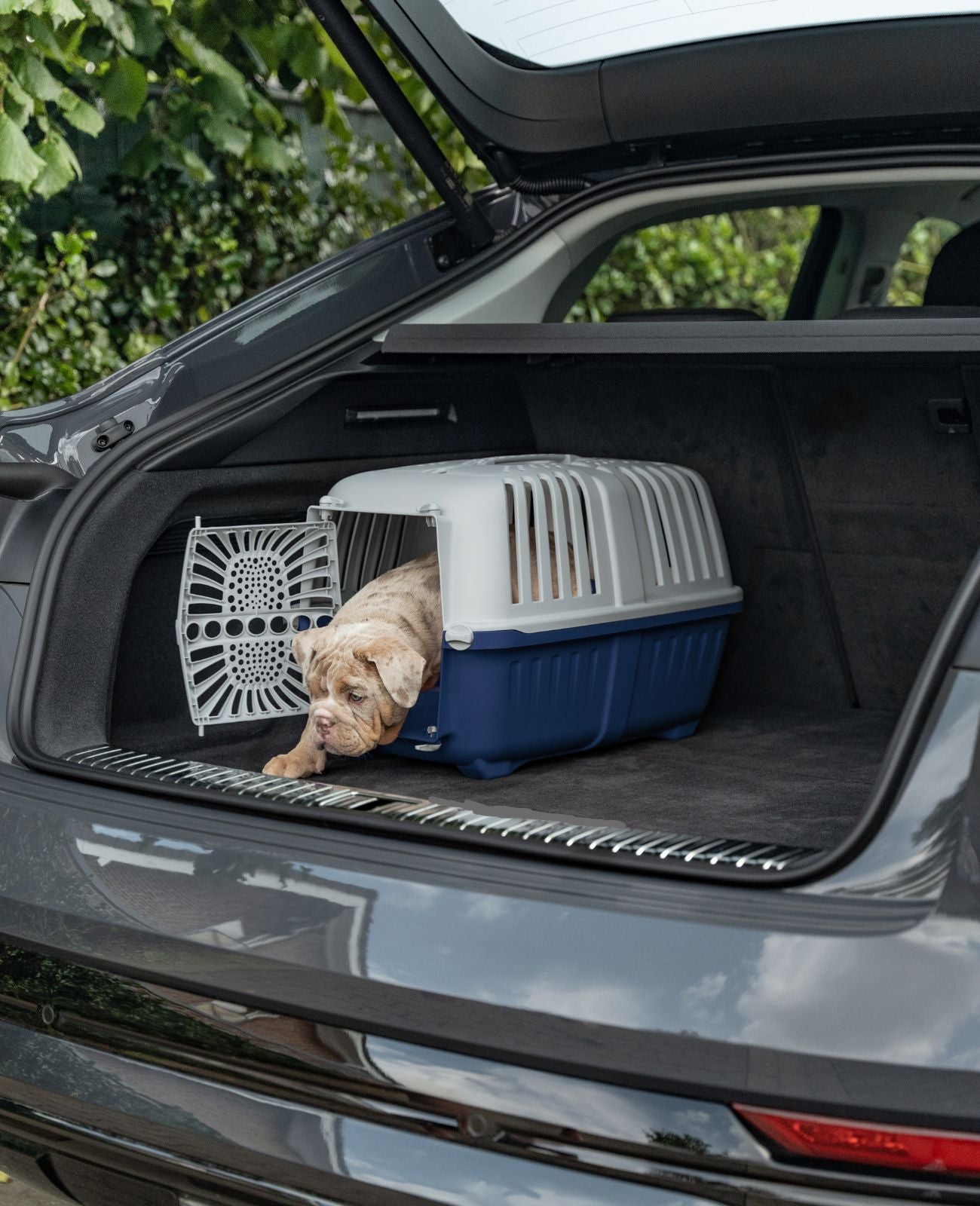 Caja de transporte para perros de plástico.