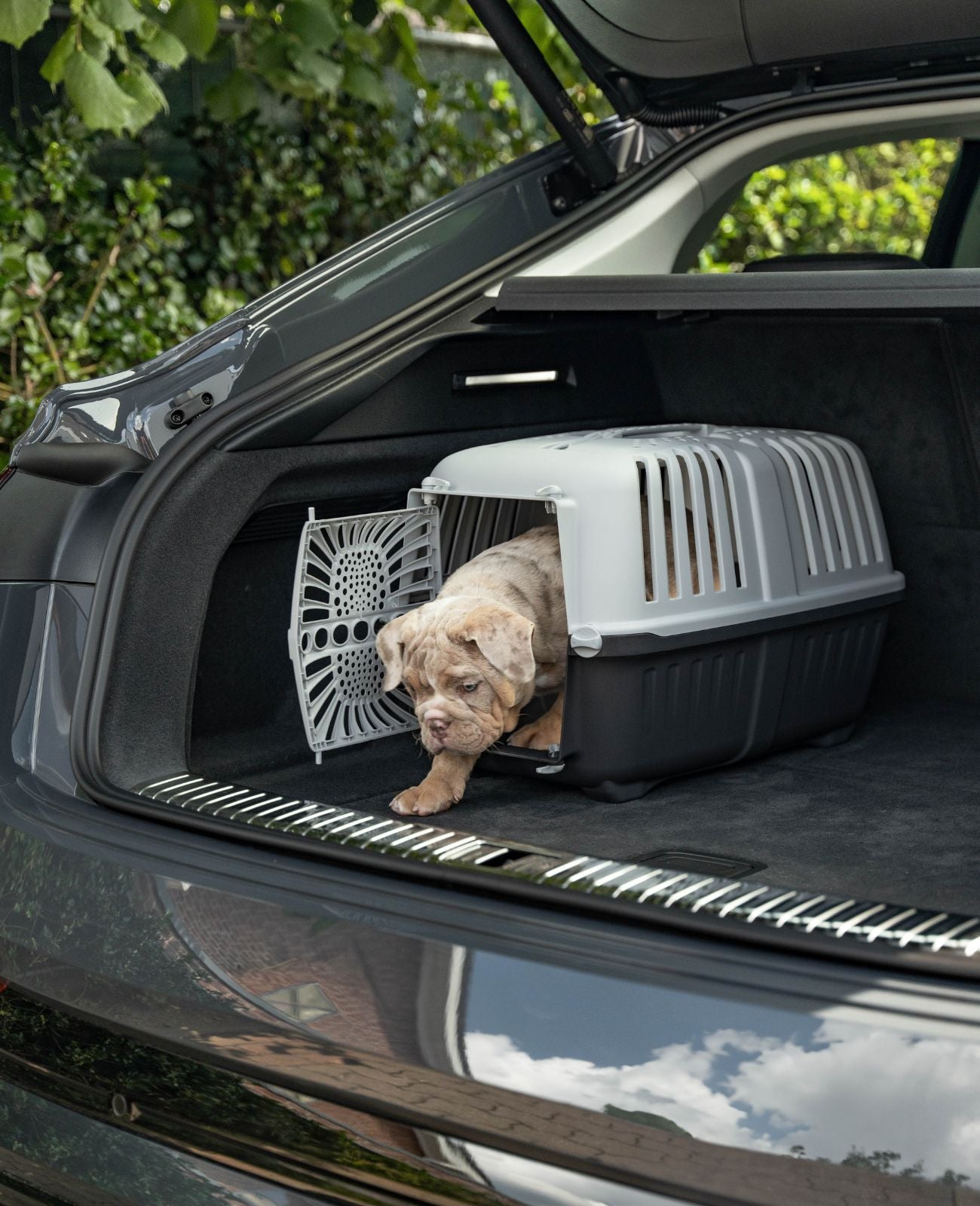 Caja de transporte para perros de plástico.