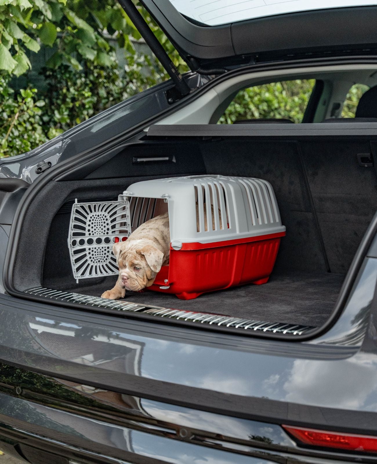 Caja de transporte para perros de plástico.