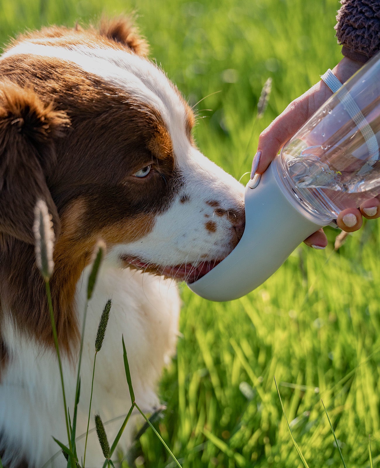 Border Collie trinkt aus Hundetrinkflasche auf Wiese